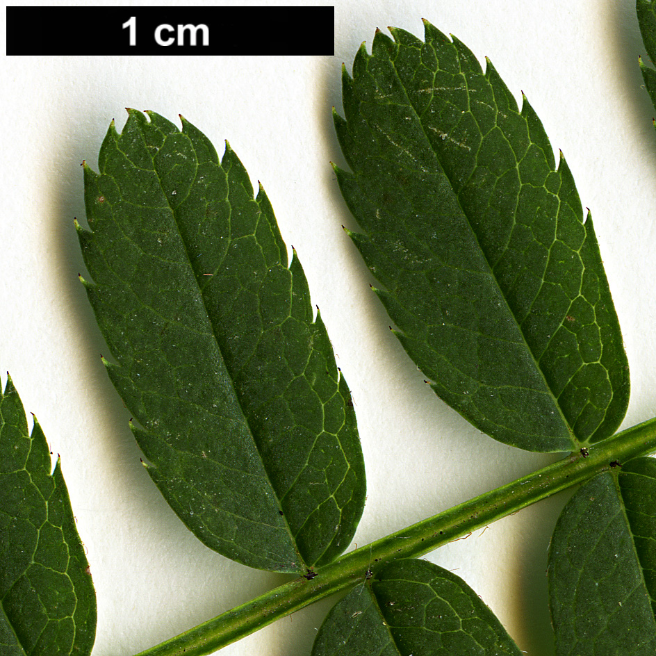 High resolution image: Family: Rosaceae - Genus: Sorbus - Taxon: aff. vilmorinii